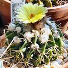 Cactus hamatocactus setispinus